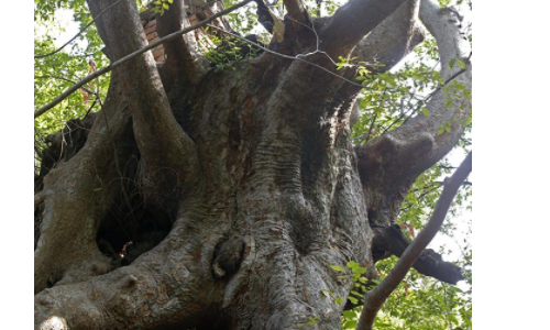 豫西深山的碾盘村这棵400年老榆树,树根外露,盘根错节像条巨龙