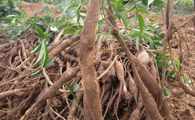 据说吃了这野货,力气比牛大,看见这藤赶紧刨,挖一斤值不少钱!