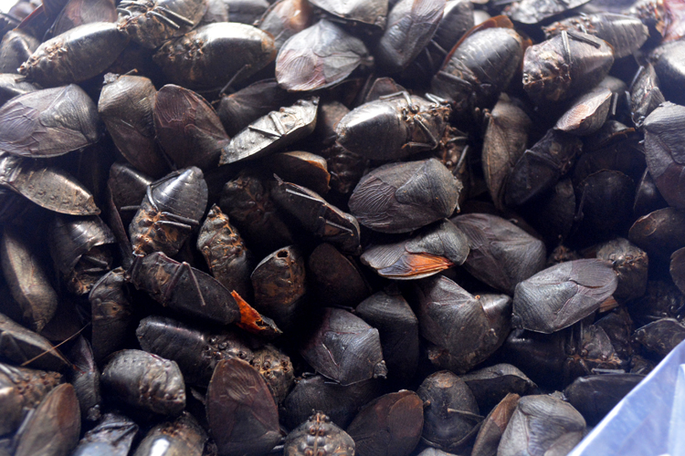 徒手抓难洗干净,个头小营养价值却很高,一斤300元有钱难买到