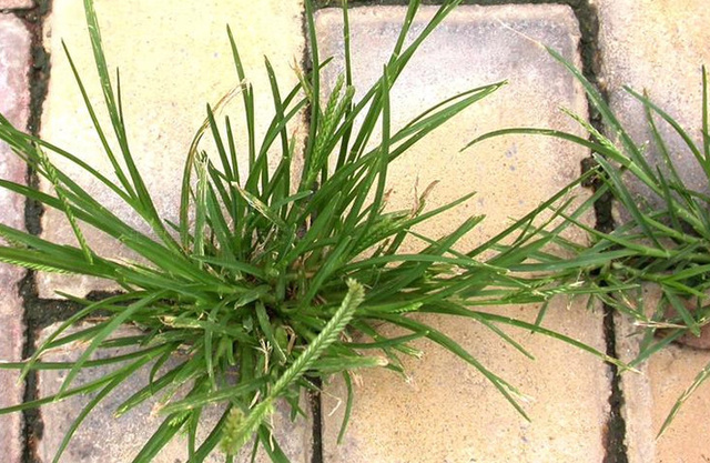 农村有种杂草叫牛筋草,但孩子们却叫它官司草