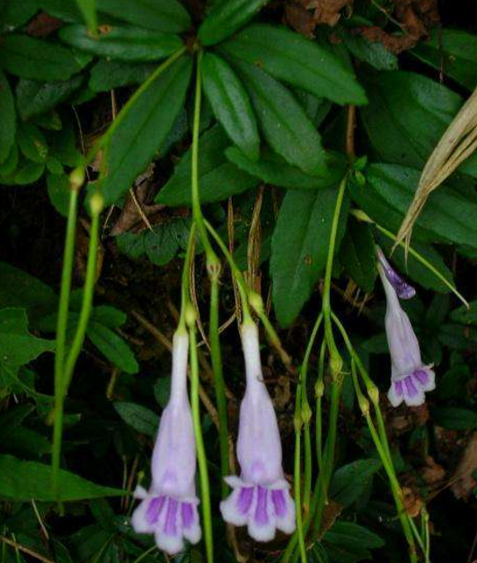 岩石上1种"野草",人称"石吊兰",见到别放过,能作美盆栽