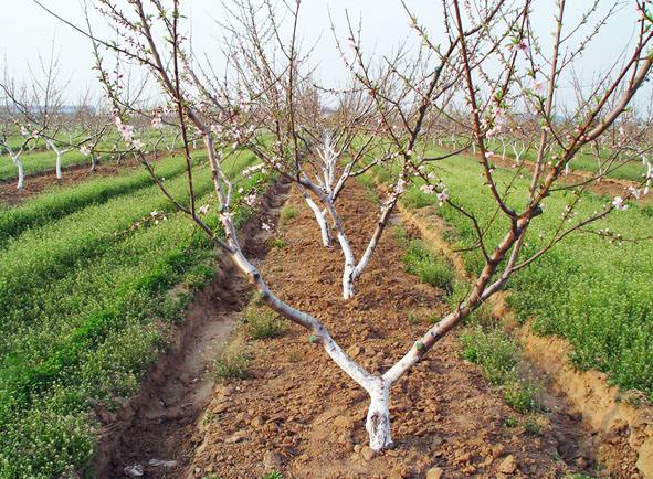 果树栽培:桃树长枝修剪技术要点