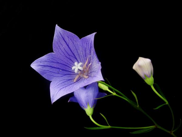 這樣養桔梗花,開出的花朵又大又美