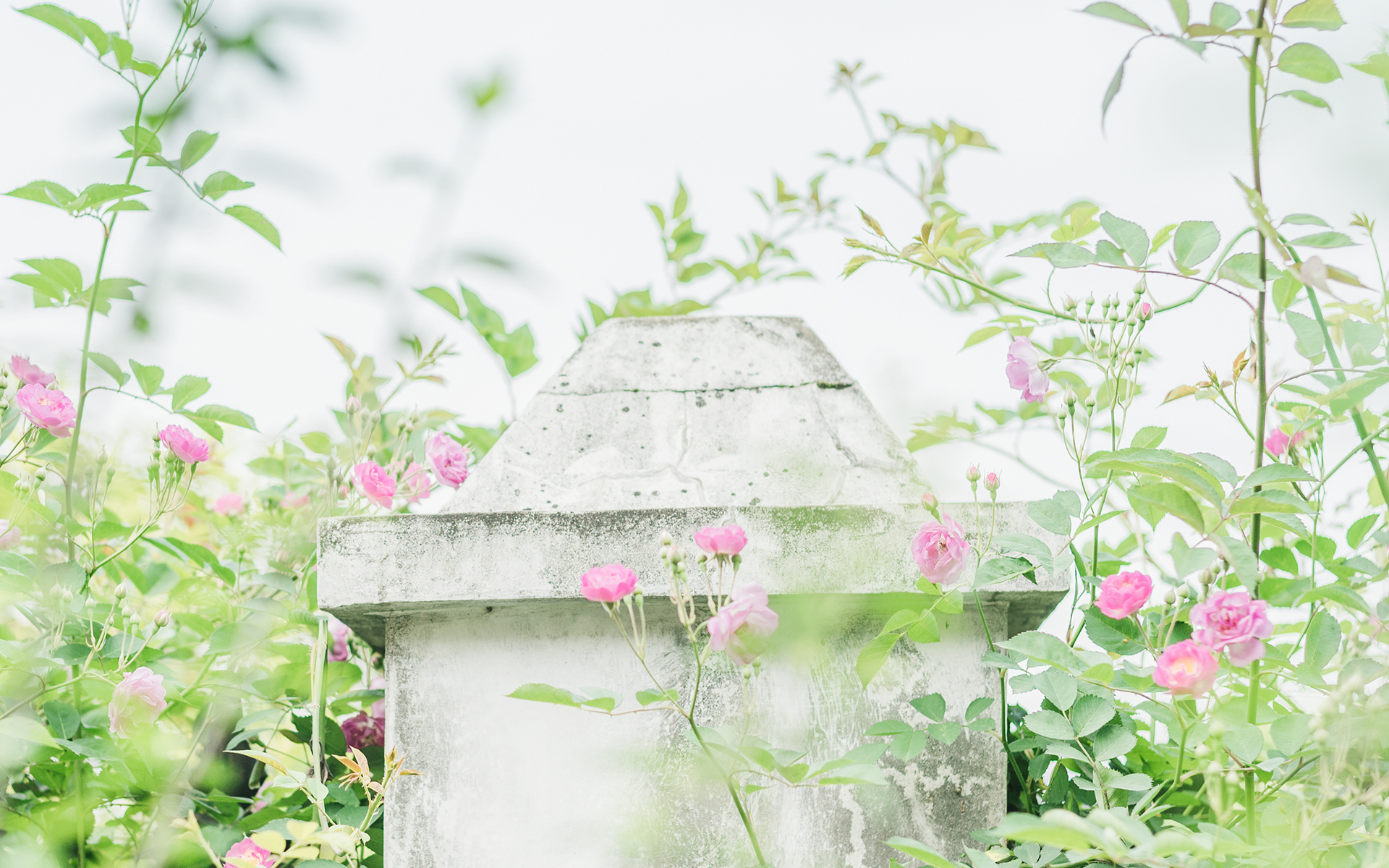 感悟人生的微信说说,句句清新透彻,让人茅塞顿开!