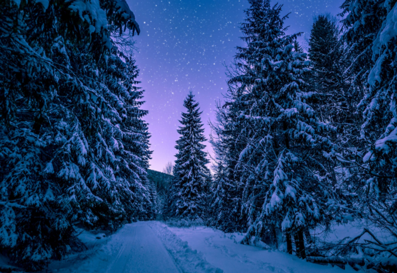带你领略几张森林的照片,非常美丽的森林雪景.