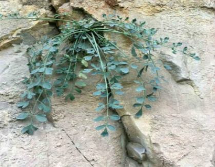 4月发文:此物生于岩石之上,采摘格外艰难,是珍贵"石生黄堇"