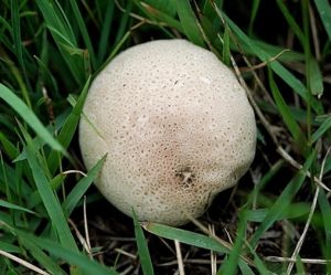 野外常见的菌类马粪包,为什么老农说这是个宝,马粪包用途真不少