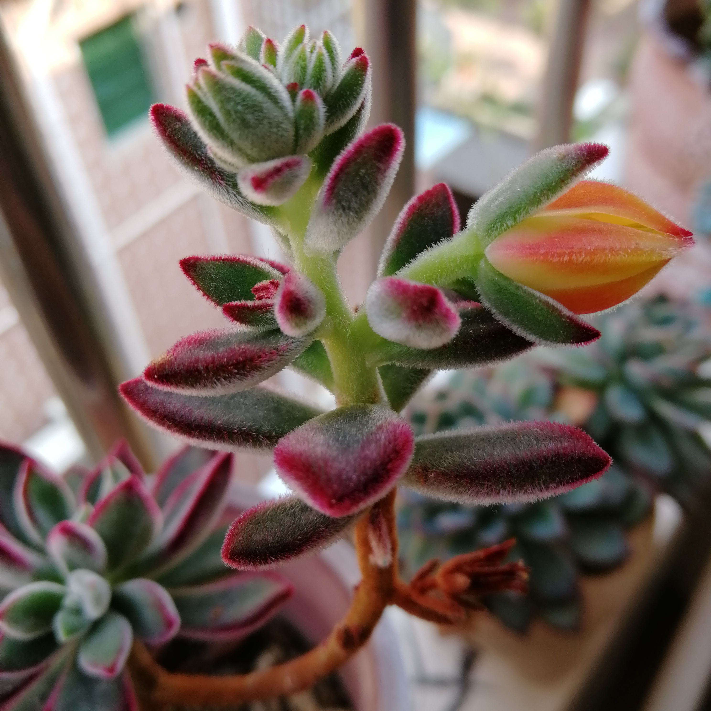 小池 杨万里七言绝句 百度百科