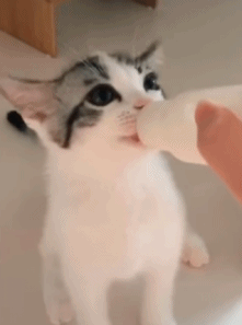主人给猫咪喂奶,猫咪高兴地煽动耳朵,太有节奏感了!