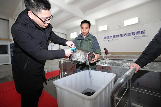 珊溪水库包头鱼温州市区正式开卖 每斤只要18元