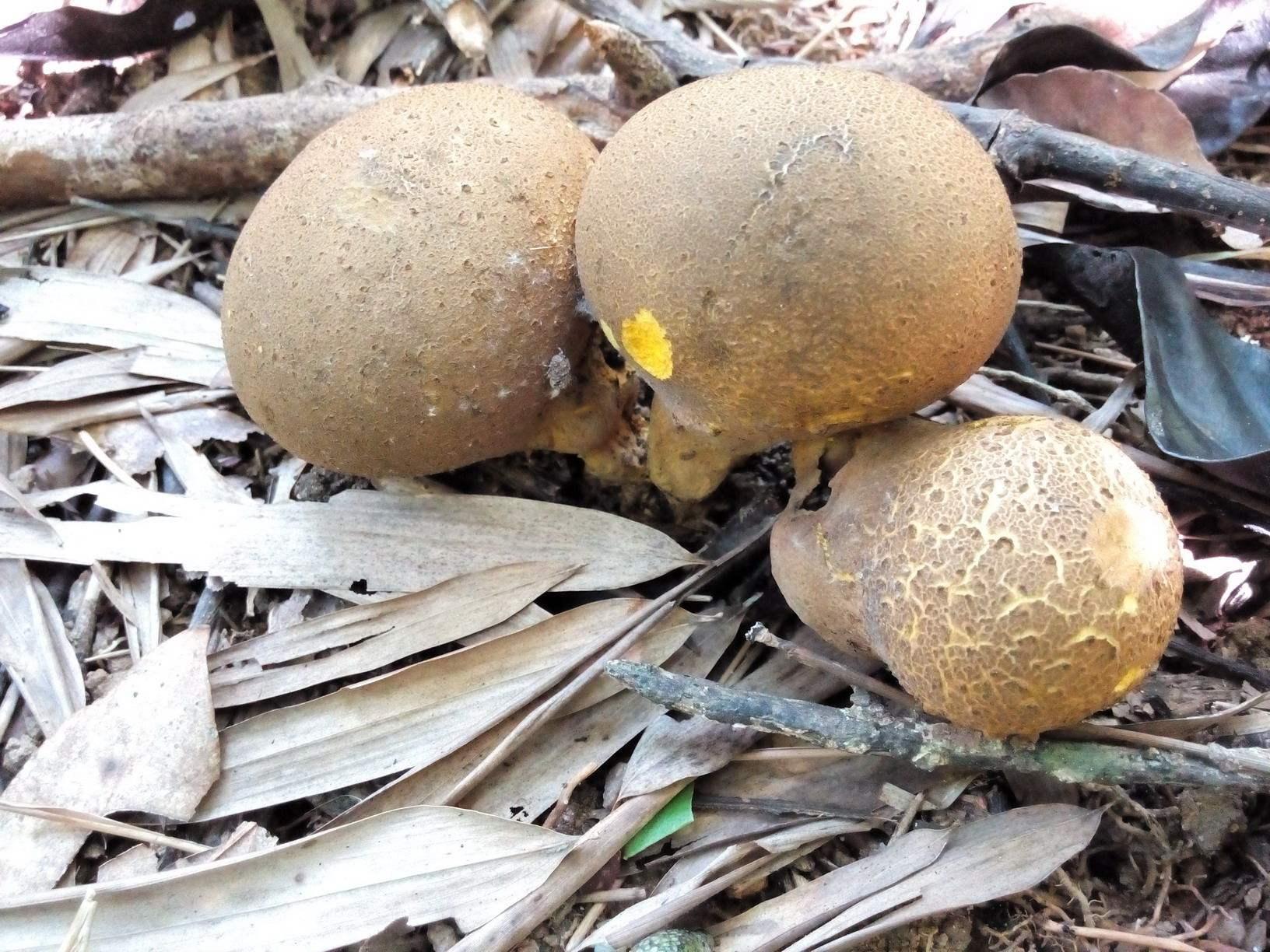 农民叫它"灰包",常被认为是有毒的植物,其实它的口感还挺好的