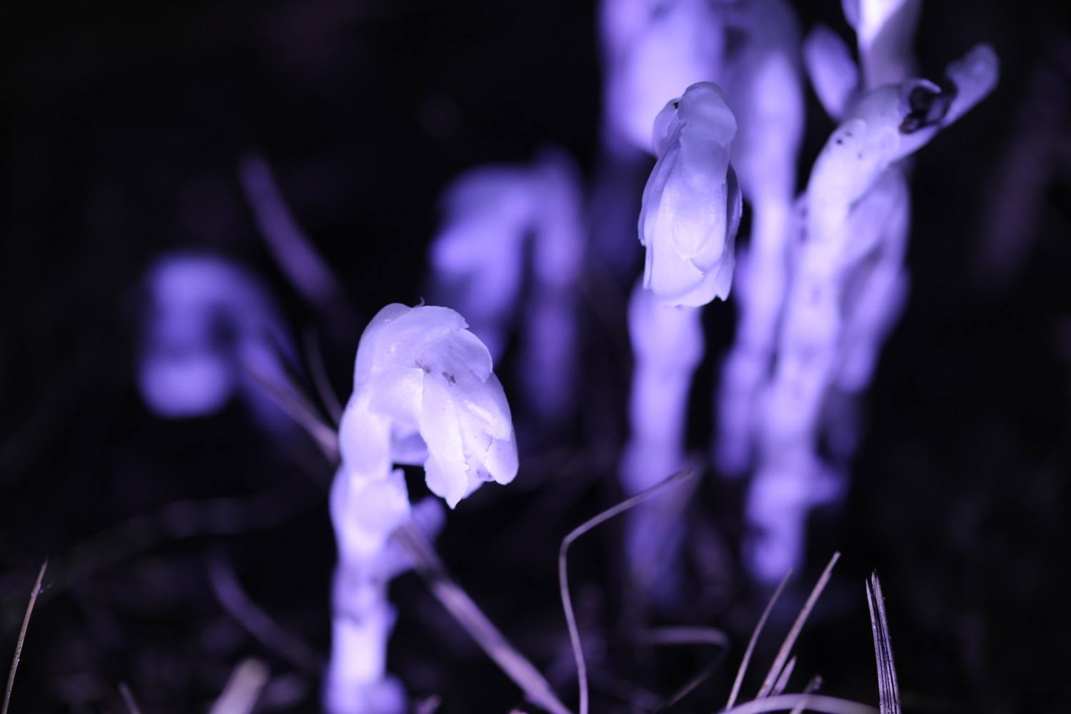 它被称为"冥界之花",起死回生竟然真的存在?答案让人很难相信