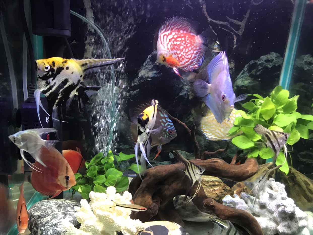 七彩神仙和神仙鱼混养48尺寸缸里.1年没死过鱼.状态很好!