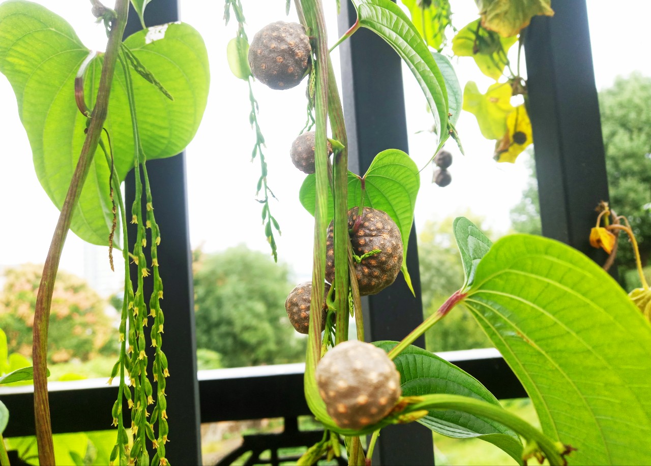 湖北宜昌:有1种藤果虽吃不得但可做药用,还可以