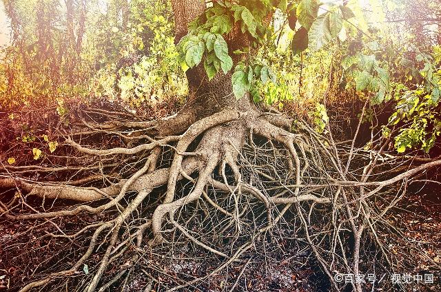 果树根系一年四季生长规律了解一下!