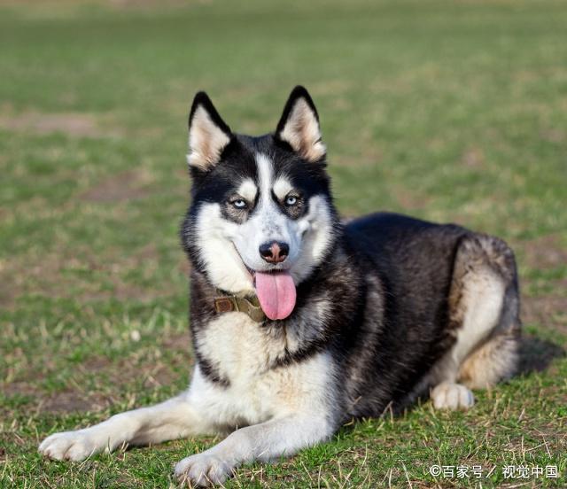 哈士奇与金毛犬,拉布拉多并列为三大无攻击型犬类.