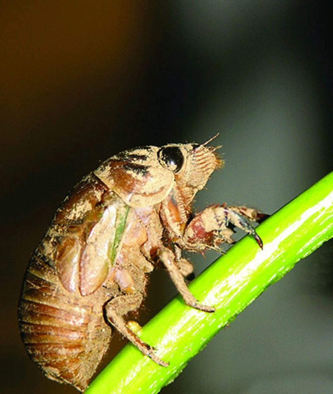 小街小巷,人人都爱吃的知了猴,绿色健康!