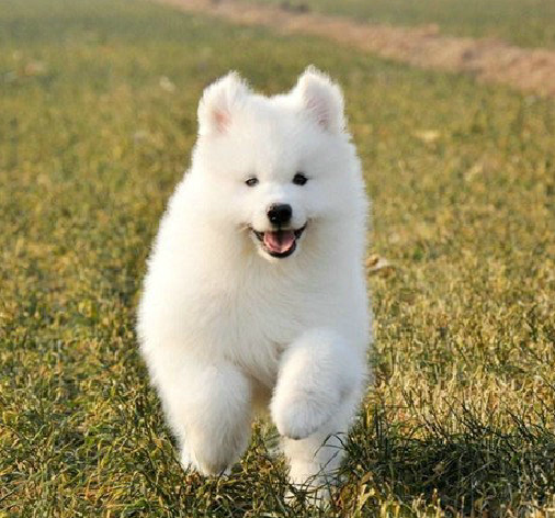 萨摩耶犬生性喜欢群居,领域观念强烈,乖巧可爱