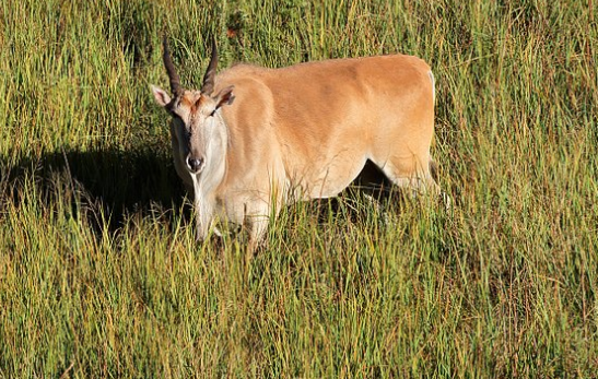伊兰羚羊,会远距离移动搜索,短暂的食物来源