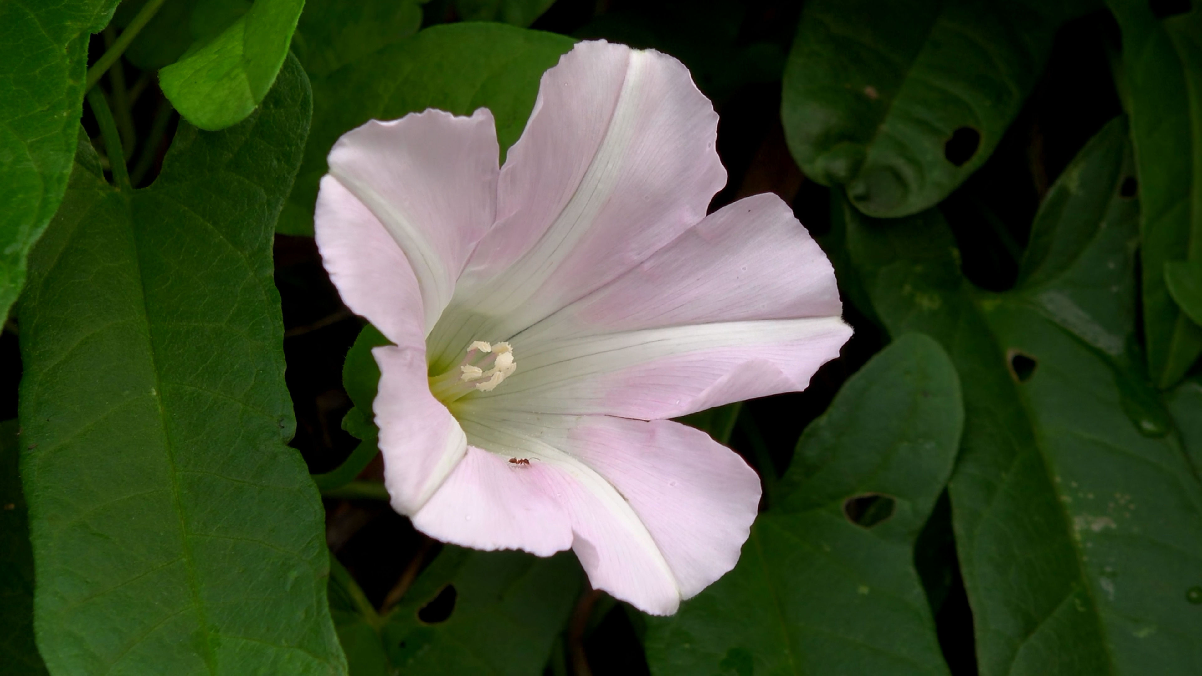 看看风景 夏季的里山