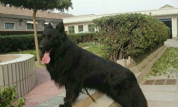 我国的这种本土狼犬,是世界上最漂亮的狼犬