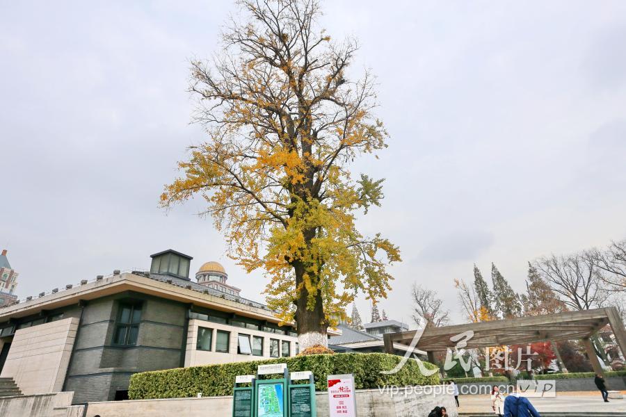 江苏南通现存古树名木551株