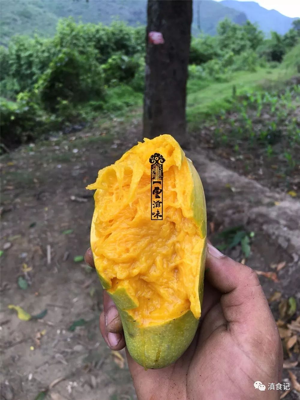 一颗芒果,梦回大唐 | 云南百年古树三年芒