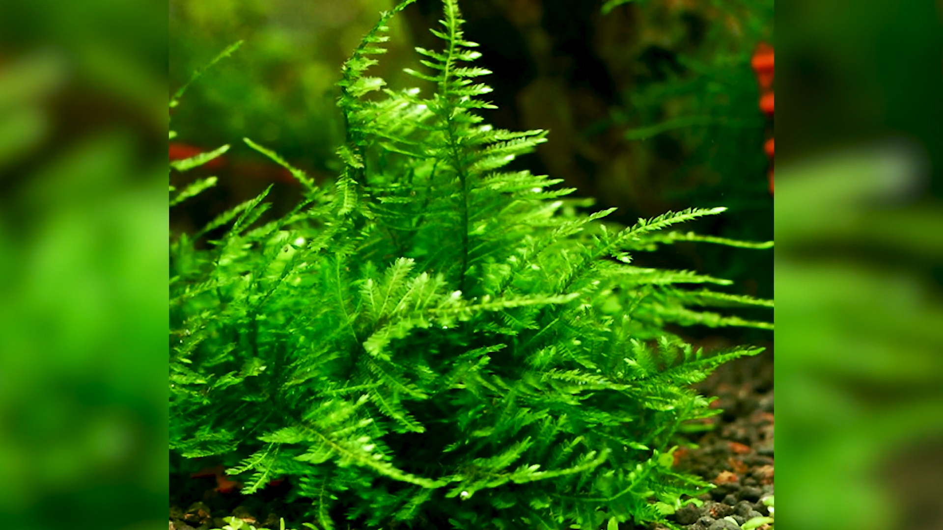 教你一招最简单粗暴的造景方式—水草!请了解一下!