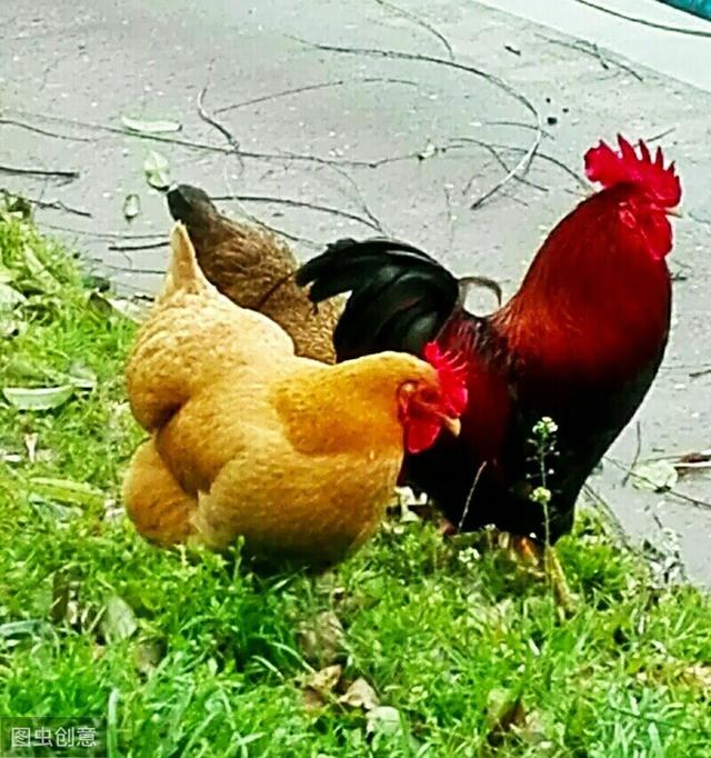 生肖鸡财运最好吗今年运势(生肖鸡今年财运怎么样)