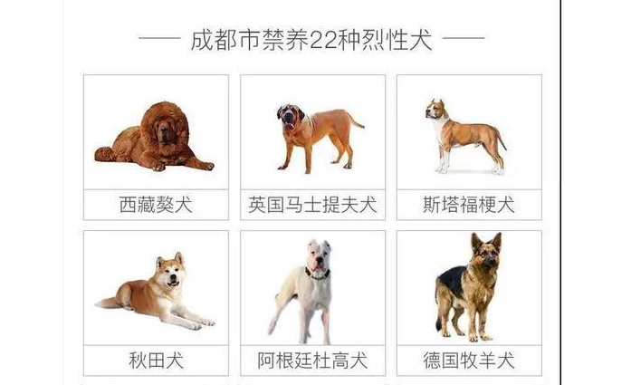 中华田园犬不让养了?土狗变成了禁养犬,成都今日开始清理