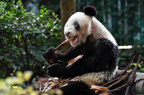中国最长寿的几只"百岁"熊猫,只有一只还活着,重庆人民都认识!