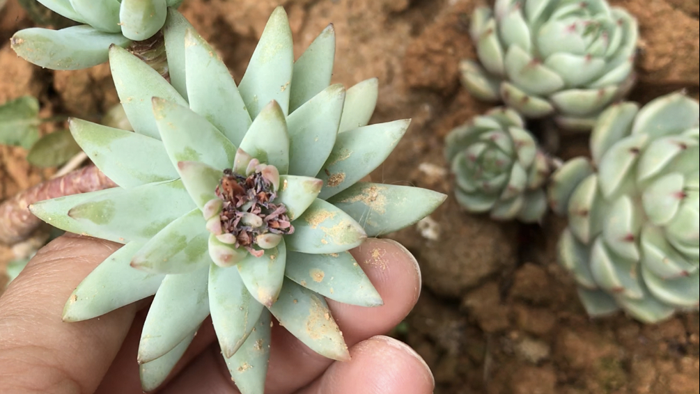 多肉开花会死吗?怎么判断那些多肉开花了要剪花箭呢