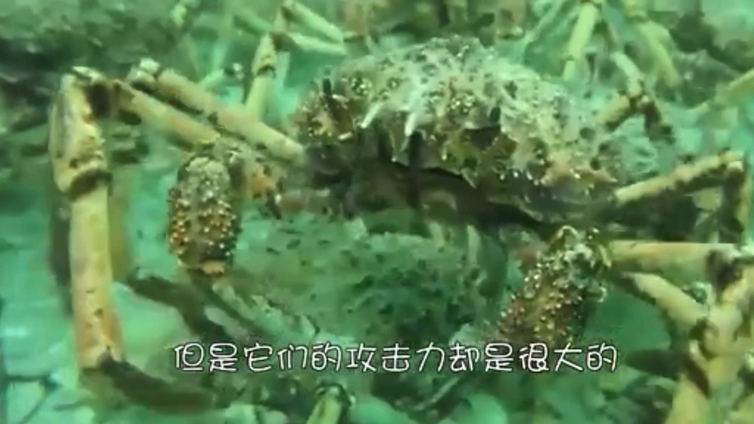 蜘蛛蟹,伸展可达3米,能捕捉到鲨鱼,也成为了人类的美味