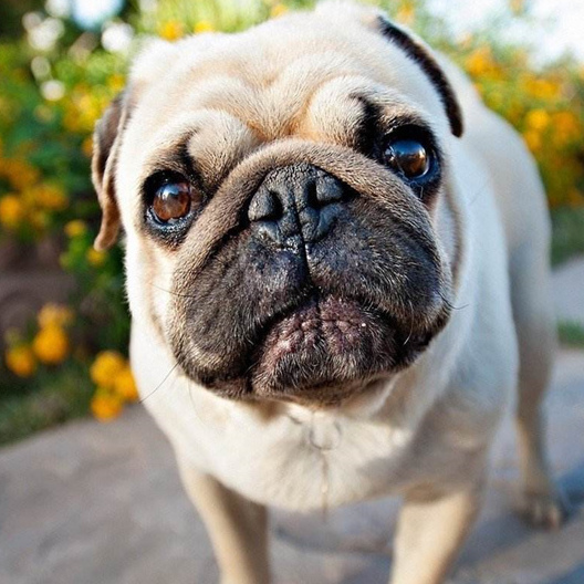 宠物犬得白内障的原因 以及治疗的方法 主人了解吗