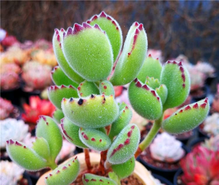 呆萌多肉熊童子,这样养,爆盆后超级萌