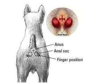 狗狗的肛门腺需要定期挤?不挤后果会很严重?