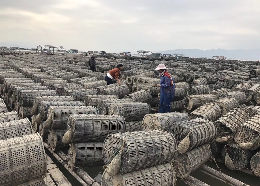 海参养殖面积逐年增大,越冬管理很重要,只需掌握4个要点!