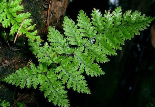 大叶碎骨补属于蕨类植物,研究证实它可分泌纤维连接