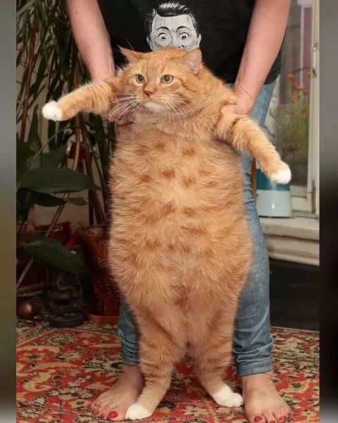 《惊奇队长》:噬元兽十橘九公?你所不知道的橘猫冷知识揭秘!