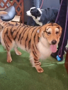 边牧错把染色金毛当老虎,站在旁边都不敢直视,果然纹身的惹不起