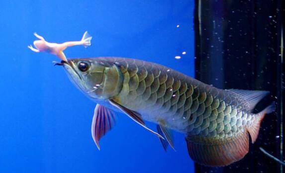 中期龙鱼的偏食,谁知道原因及纠正方法,看了才知道没有那么难