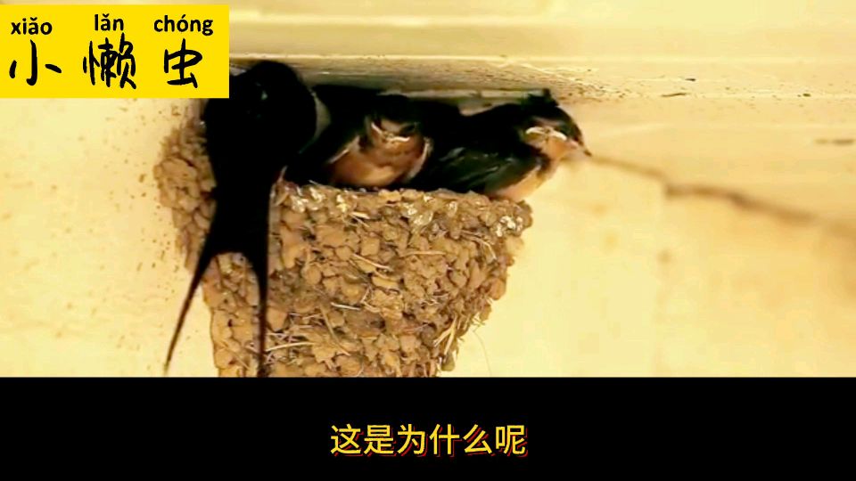 燕窝是燕子的口水吗?看完这个视频就知道了,大开眼见