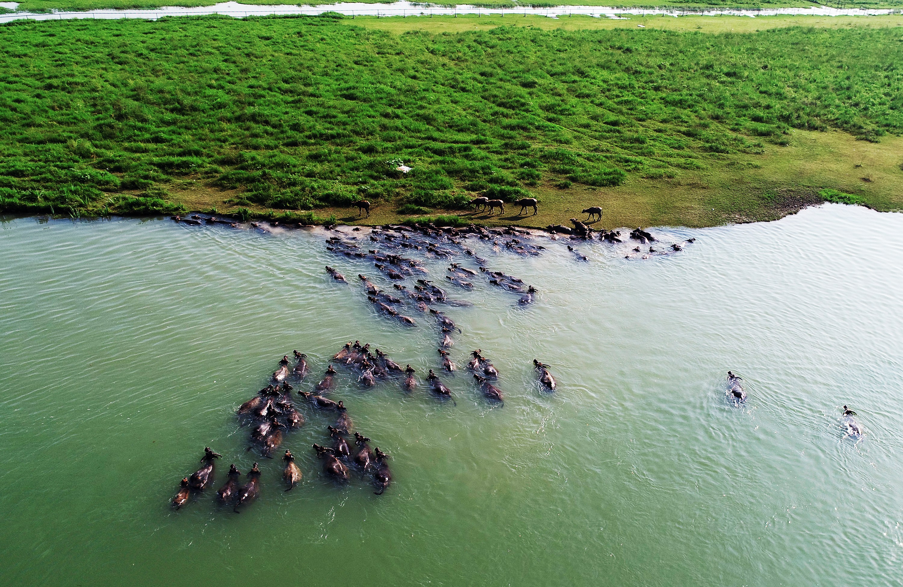 四川蓬安:百牛渡江吃草(1)