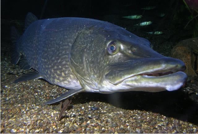 最凶残的鱼:捕食同类还不算,狠起来连配偶都咬,连自己的卵都吃