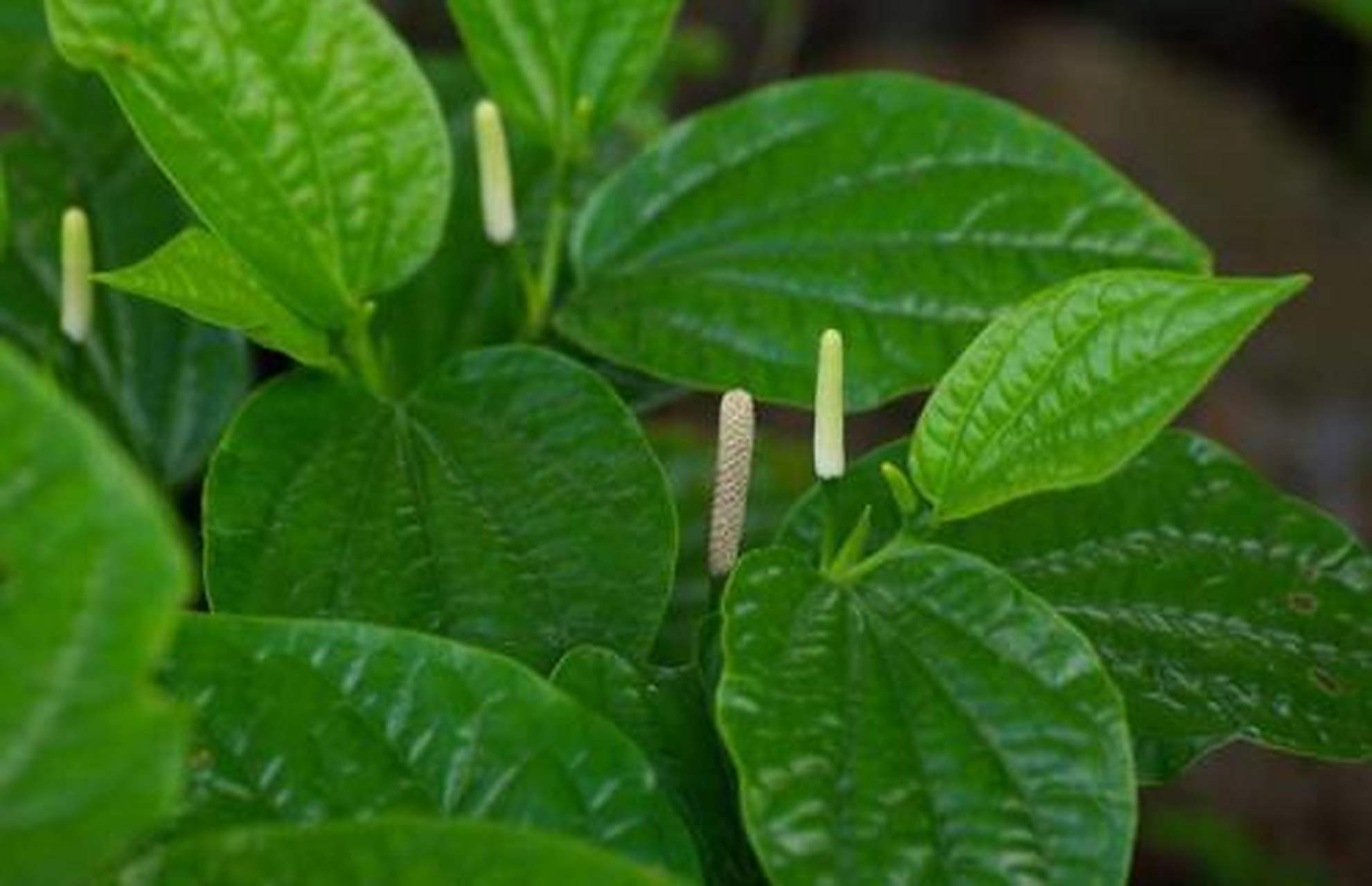 用于风寒湿痹,肢节疼痛,筋脉拘挛,屈伸不利.