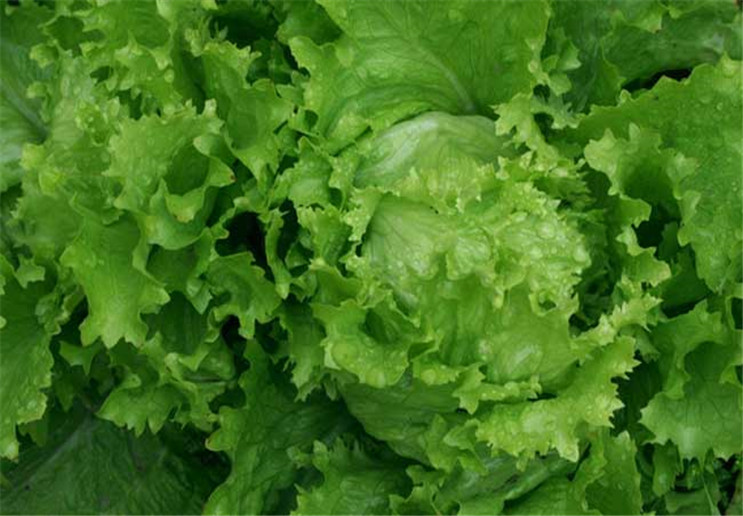 生菜出现病毒病怎么预防,需要注意三个方面,并且注意观察