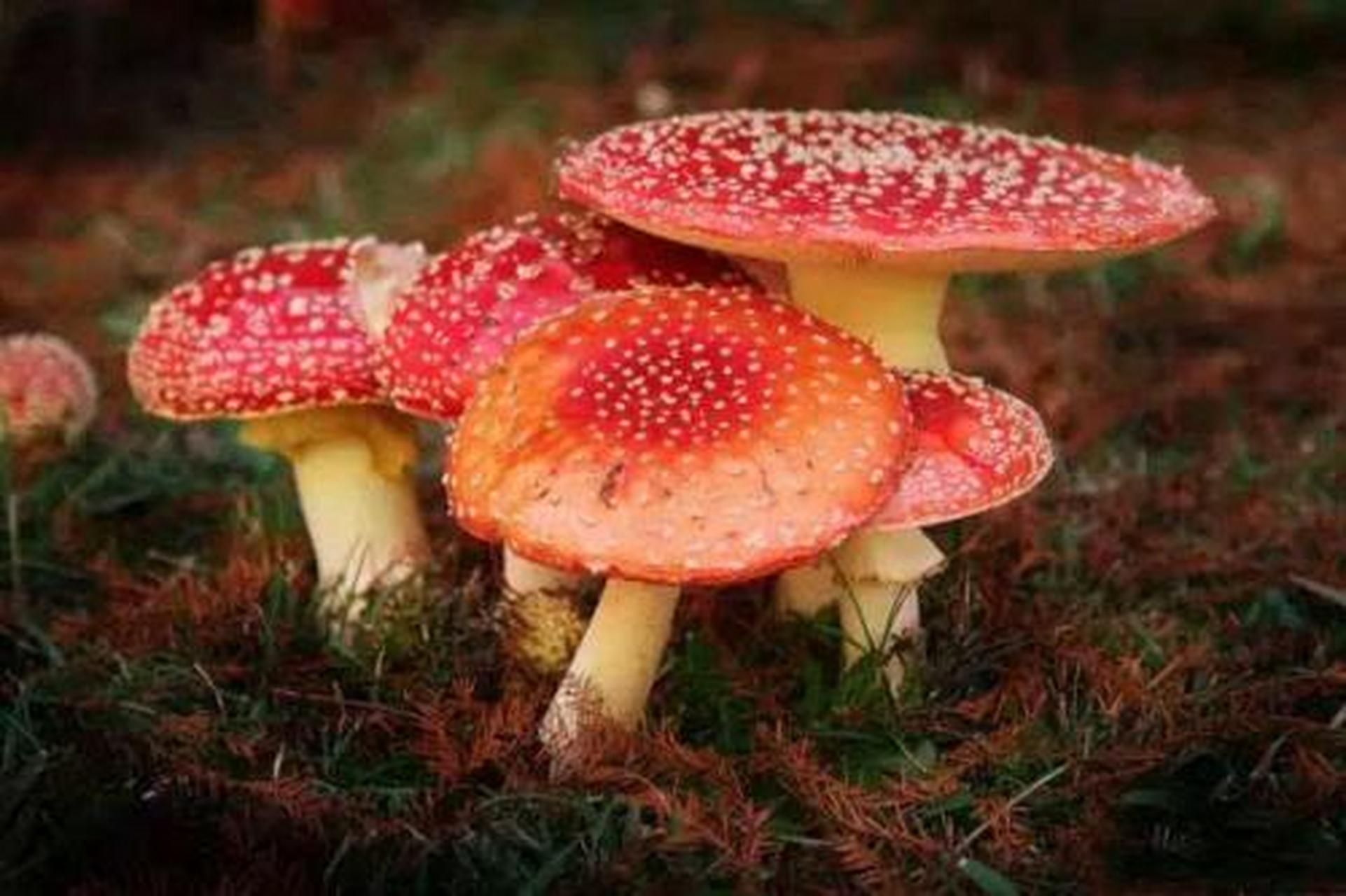 科普知识竞赛#【科普小知识】雀斑蘑菇又称雀斑菇,子实体小或中等 ..