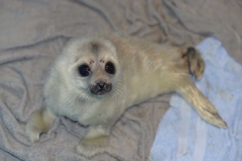 海豹幼崽出生才3天,在海滩上乱爬迷了路,再也找不到妈妈了