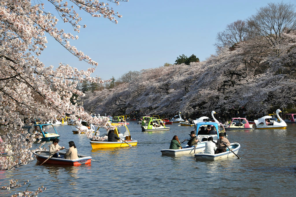 春季旅行好去处,东京小众赏樱地井之头恩赐公园