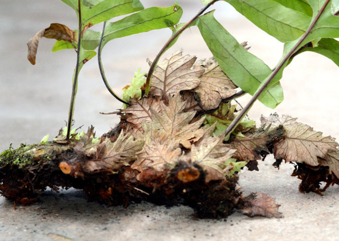 毛姜实际上是一种非常不错的中药材,能帮我们增强身体素质,除了治疗